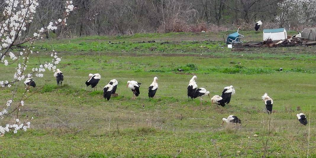 Türkiye’de leylek mevsimi! Konya hep güzergâhlarında 12